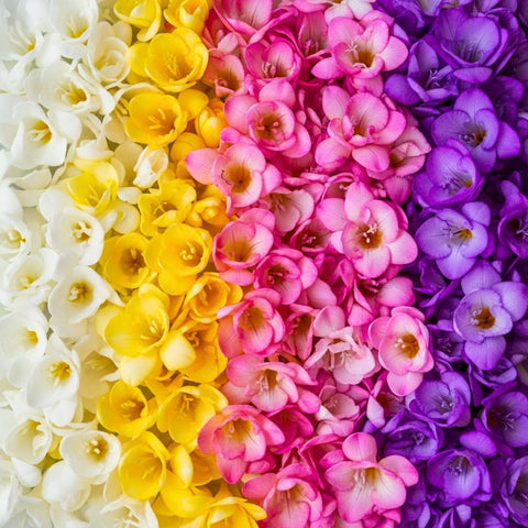 CZ Grain Freesia mixed colors bulbs pack ready for spring planting with vibrant color.