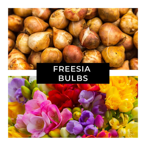 CZ Grain Freesia pollinator attraction highlights monarch butterfly-friendly blooms.