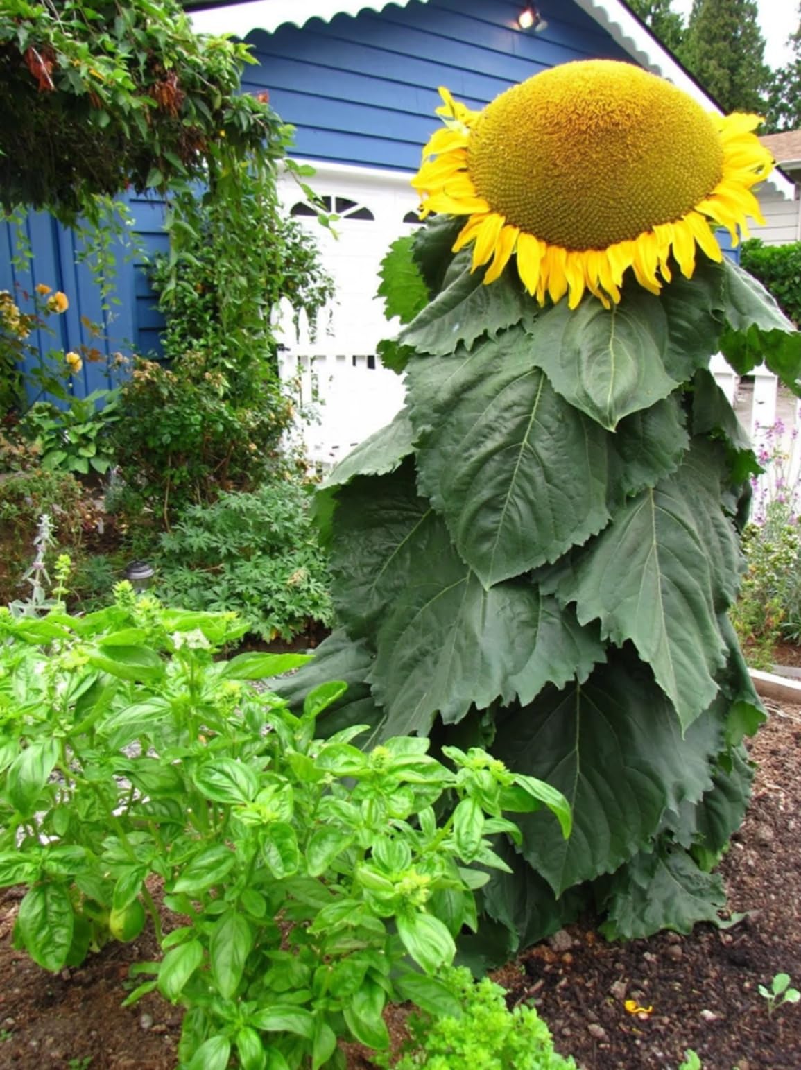 CZ Grain mongolian sunflower seeds packet ready for easy sowing and vibrant blooms.