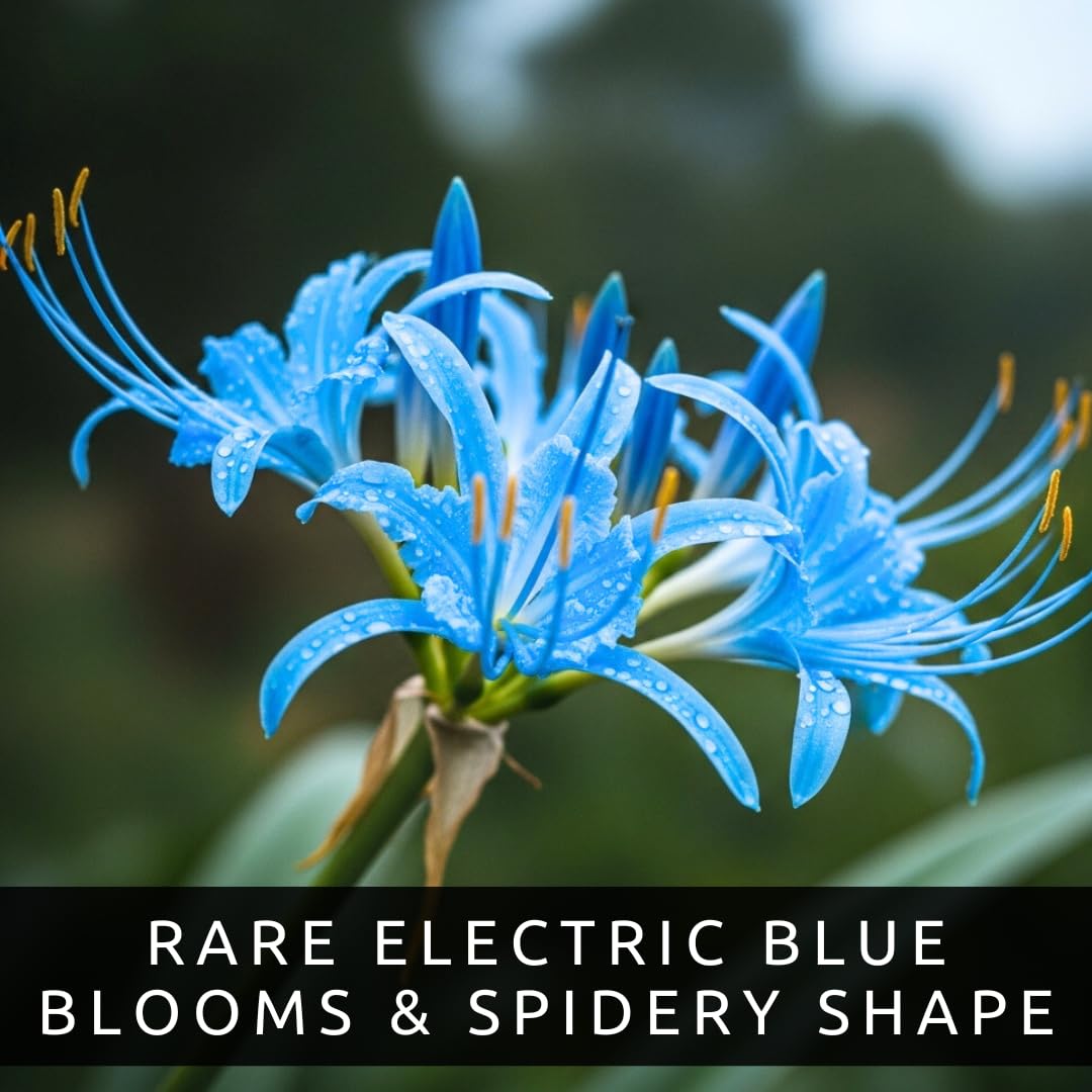 CZ Grain rare Lycoris blue blooms offer unique texture in borders