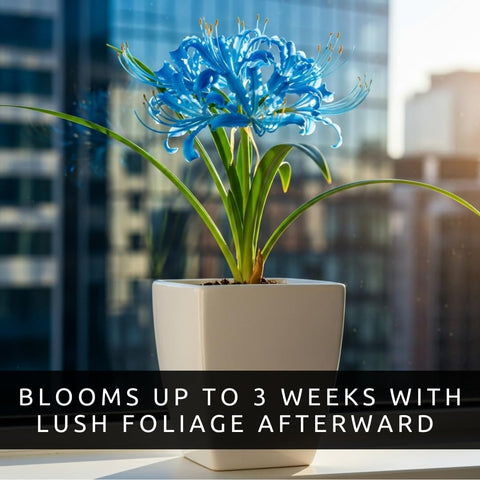CZ Grain surprise bloom habit creates magical moments in containers