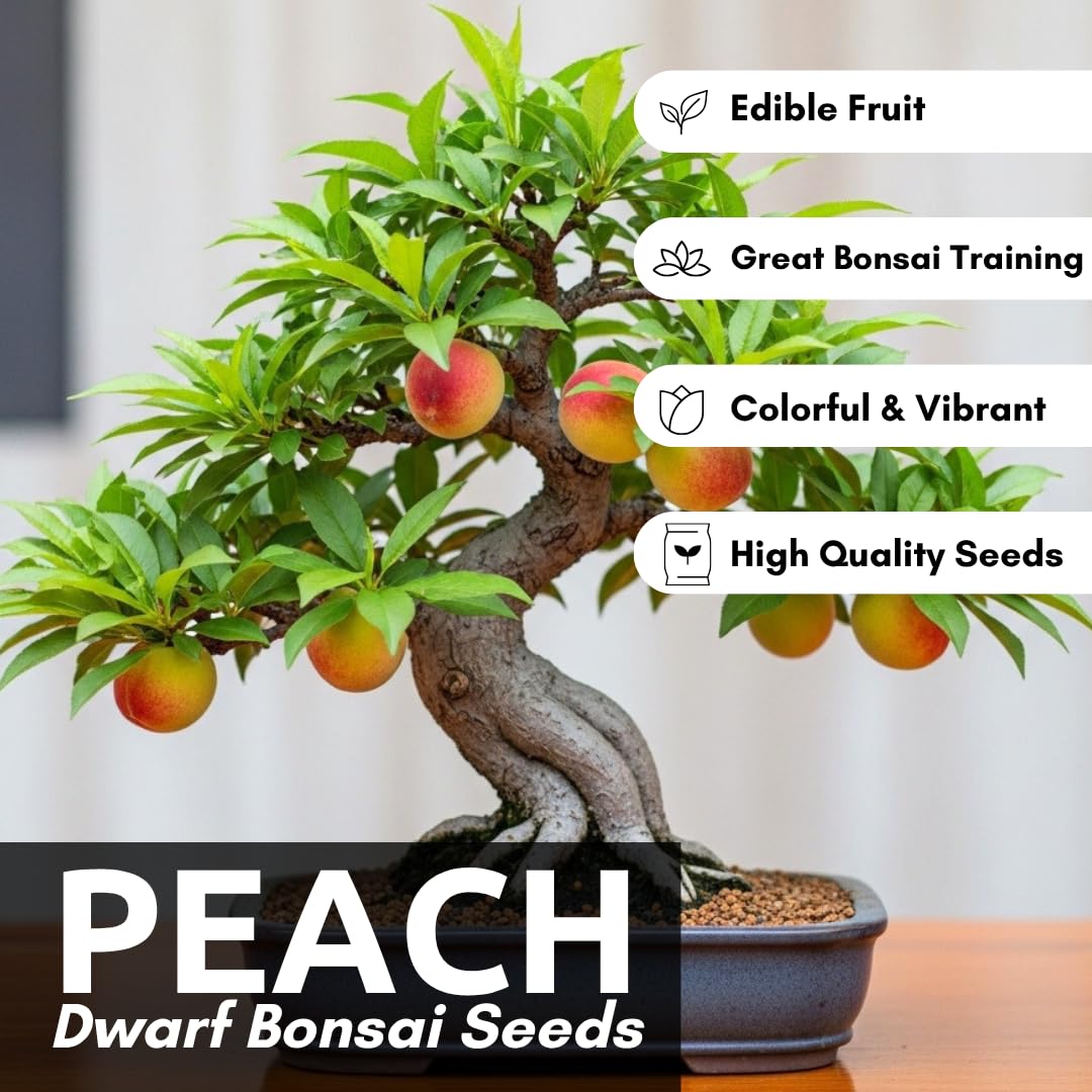 CZ Grain mini peach bonsai sapling in pot, ideal for indoor spaces.