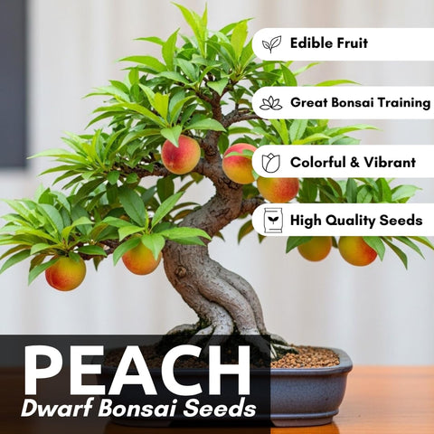 CZ Grain mini peach bonsai sapling in pot, ideal for indoor spaces.