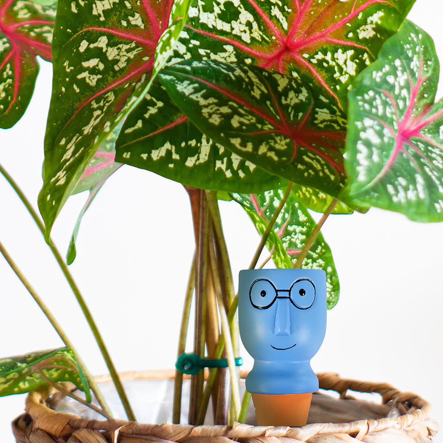 CZWL&HG easy bottle-attachment setup for effortless plant hydration.