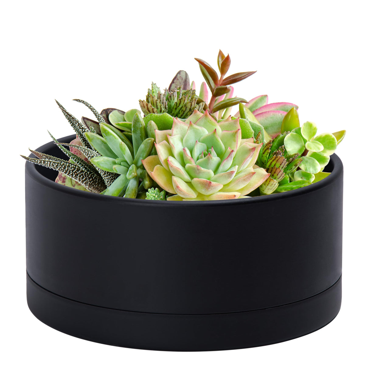 D'vine Dev 10inch planter in black, durable for indoor plants.