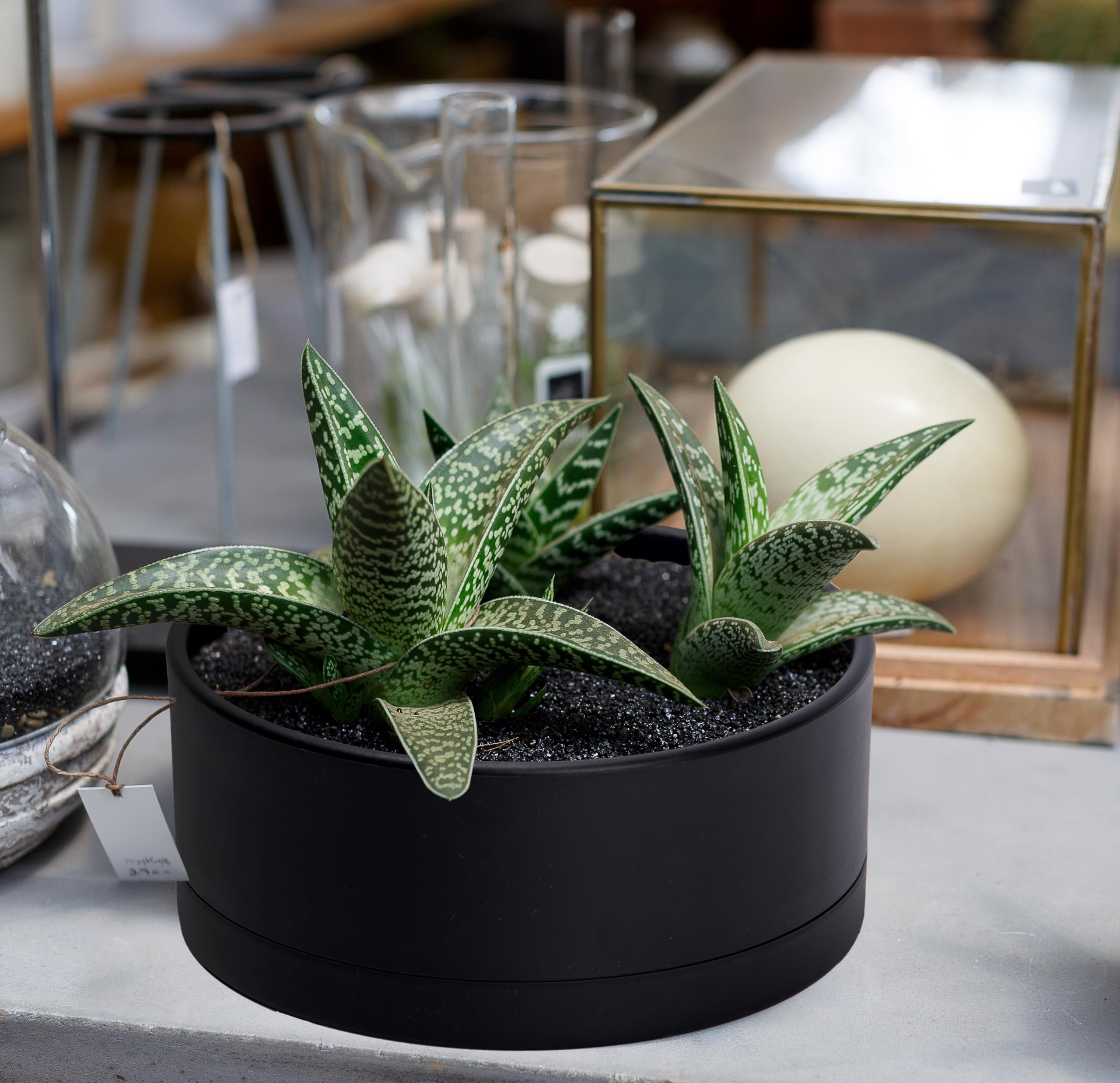 D'vine Dev planter suits small bonsai or larger succulents with style.