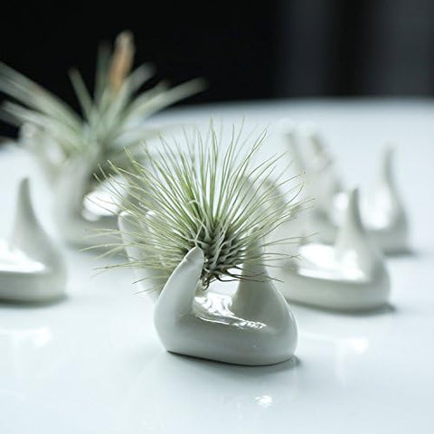 Dahey airplant holder tabletop decoration for countertops and shelves.