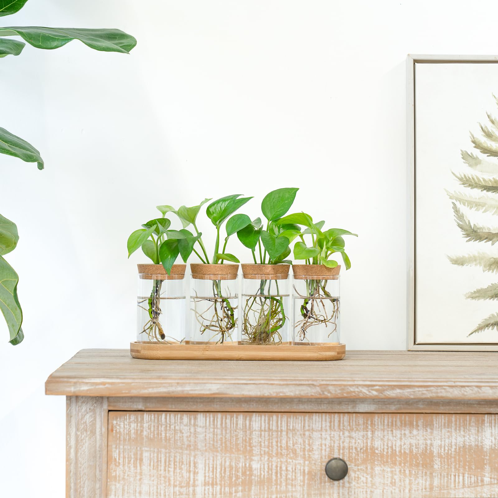 Dahey desk glass vase on wooden stand highlights root growth and observation.