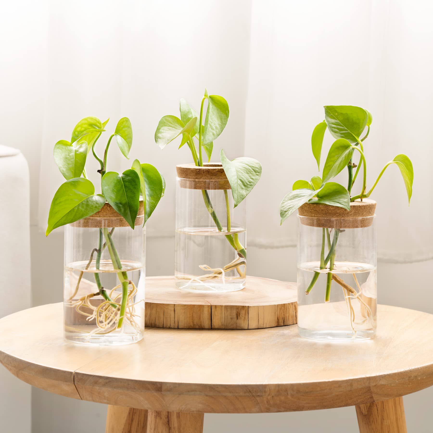 Dahey DIY plant combinations in a terrarium for personalized displays.