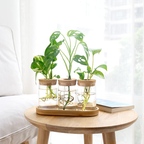 Dahey gift-ready propagation station ideal as a thoughtful plant lover gift.