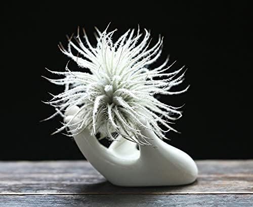 Dahey hand-shaped air plant stand adds contemporary flair.