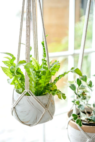 Dahey hanging planter basket closeup cream highlights hand knots and natural cotton texture.