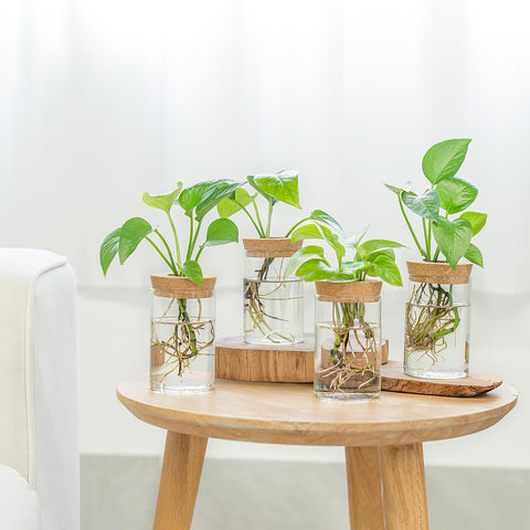 Dahey hydroponic-friendly vase suitable for pothos, violets, or herbs.