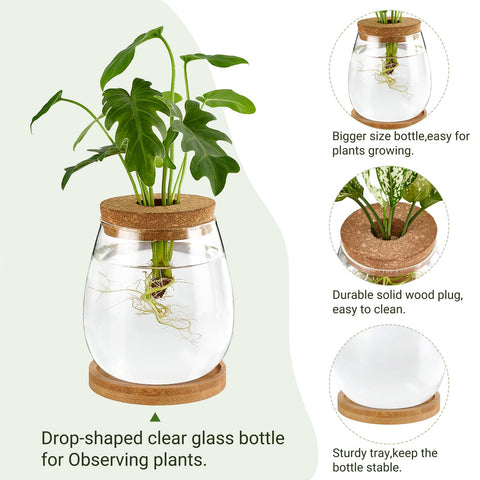 Dahey hydroponic vase offers root observation to monitor health