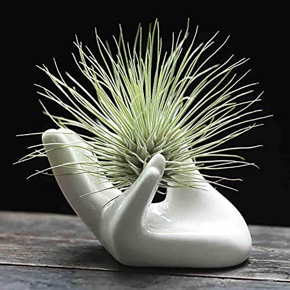 Dahey mini air plant holder, white ceramic hand, ideal desk decor.