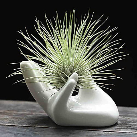 Dahey mini air plant holder, white ceramic hand, ideal desk decor.