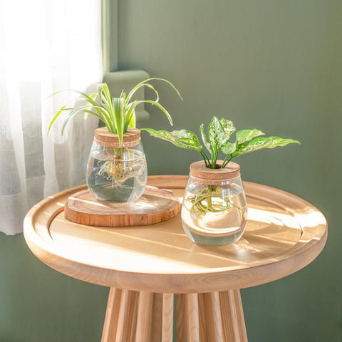 Dahey propagation jar clear glass for stylish indoor decor and plant care