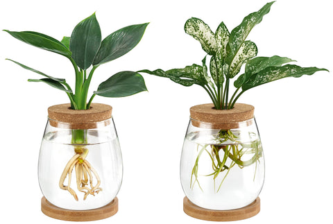 Dahey propagation jar glass terrarium shows roots clearly for hydroponic gardening