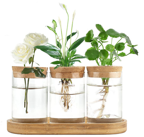 Dahey propagation terrarium bottle with lid and wooden stand for easy root observation.