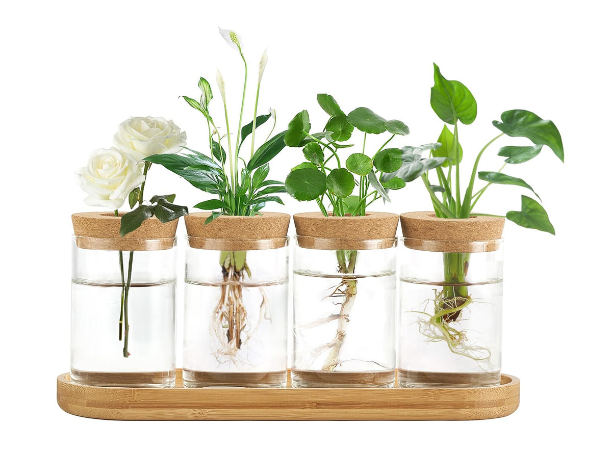 Dahey propagation terrarium glass vase with lid on wooden stand for easy hydroponic propagation.
