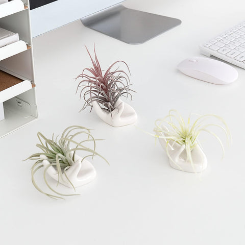 Dahey small air plant container, white hand shape for desks.