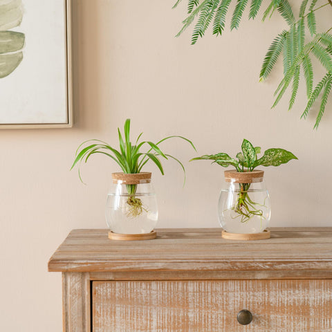 Dahey terrarium vase with cork lid highlights plant growth and evaporation control