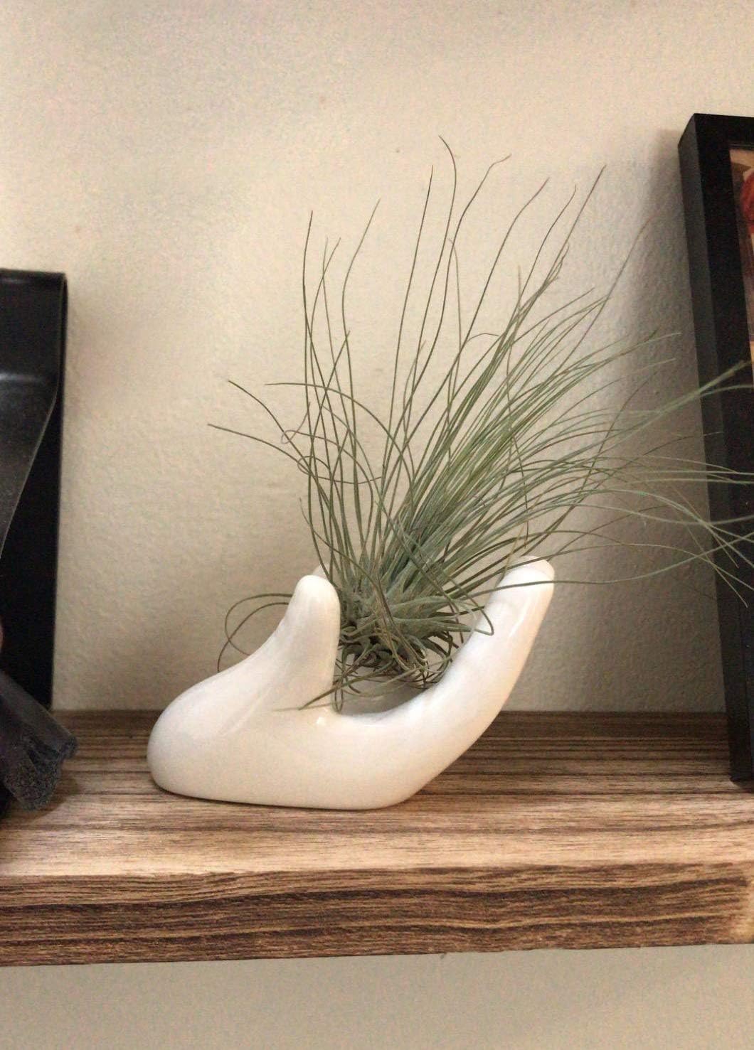 Dahey white ceramic air plant holder, hand motif for warm living spaces.