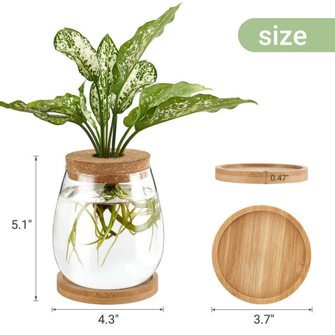 Dahey wooden saucer base elevates display while stabilizing the jar