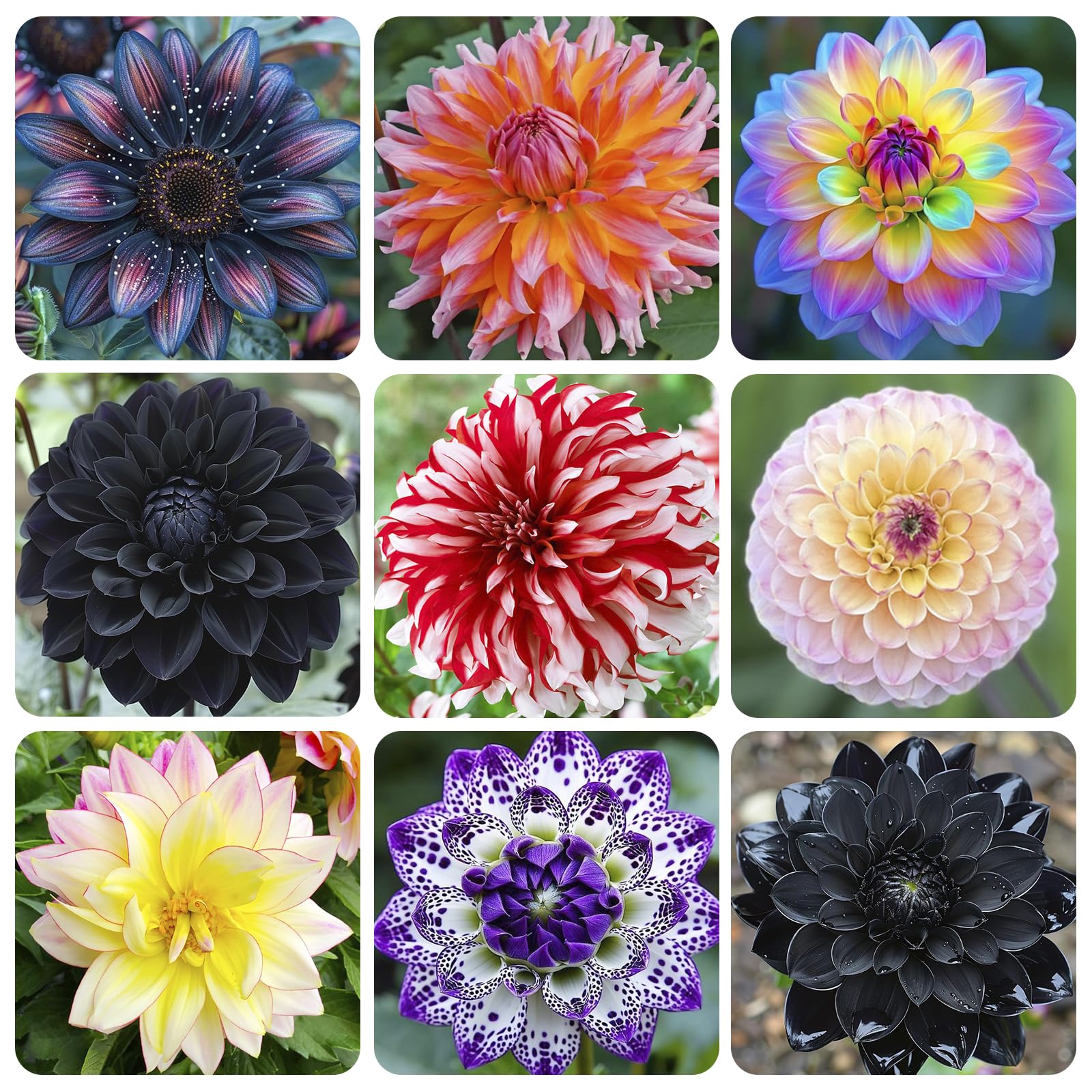 Dahlia Pinnata 100+ Giant Dinner Plate Seeds bloom large, eye-catching flowers for showy garden focal points.