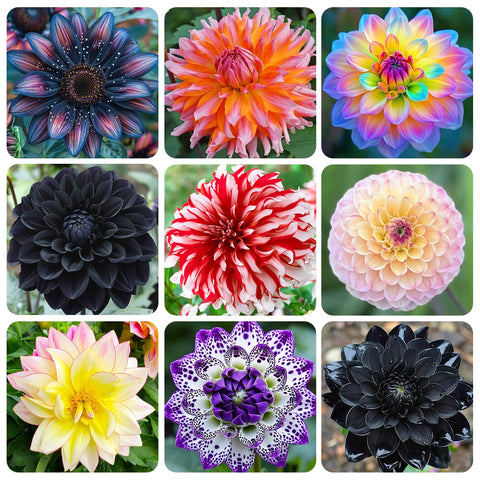 Dahlia Pinnata 100+ Giant Dinner Plate Seeds bloom large, eye-catching flowers for showy garden focal points.