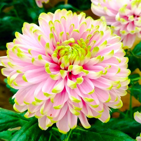 Dahlia Pinnata seeds produce dramatic dinner-plate blooms ready for striking landscapes.