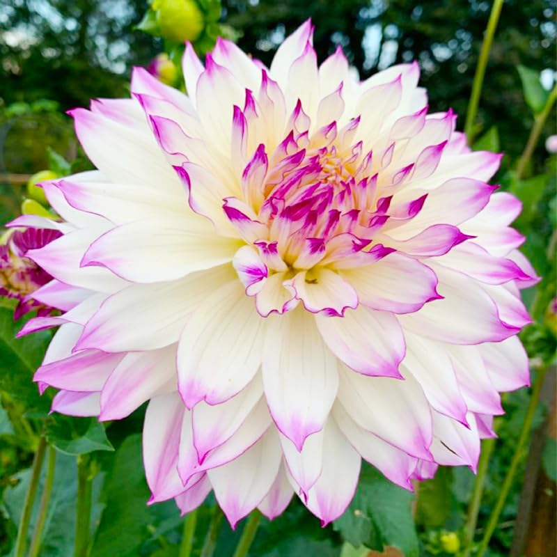 100+ Giant Dahlia Dinner Plate Seeds offer long-lasting vase-worthy blooms for arrangements.