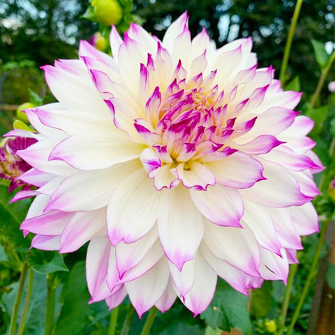 100+ Giant Dahlia Dinner Plate Seeds offer long-lasting vase-worthy blooms for arrangements.