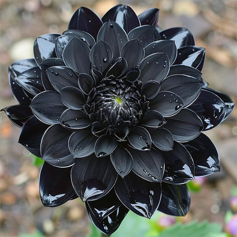 Dahlia Pinnata collection thrives in sunny beds to create lush garden silhouettes.