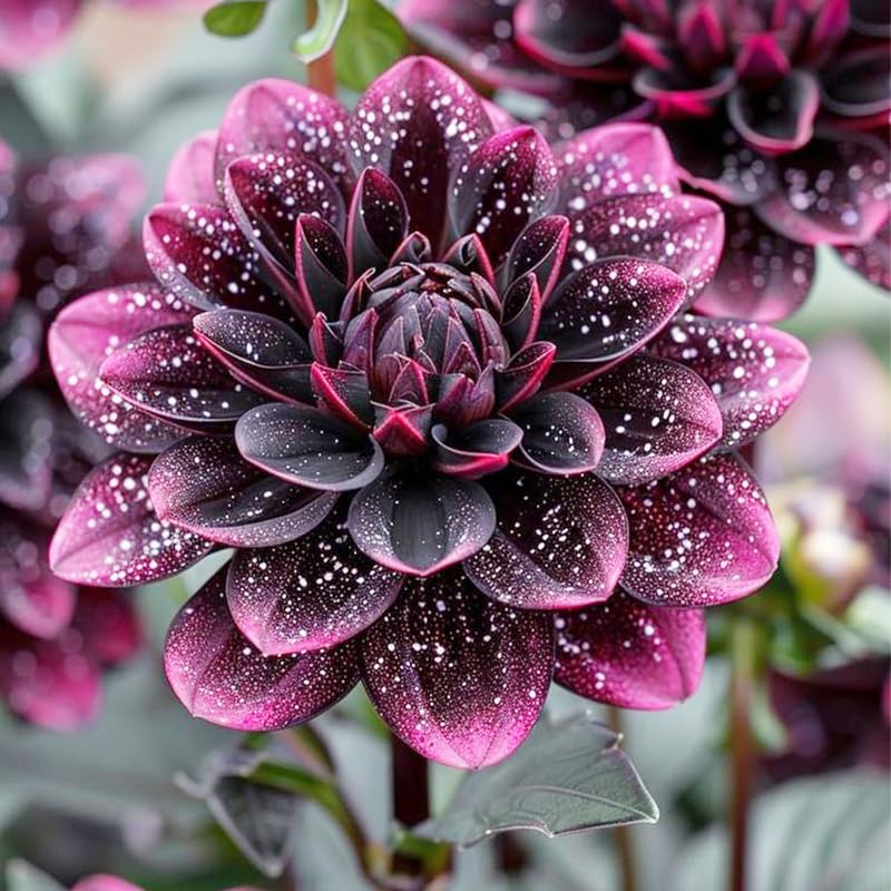 Dahlia Pinnata seeds suit containers for patio color with drainage-friendly pots.