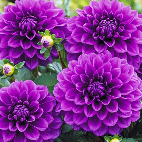 100+ Giant Dinner Plate seeds provide dramatic color when planted in borders.