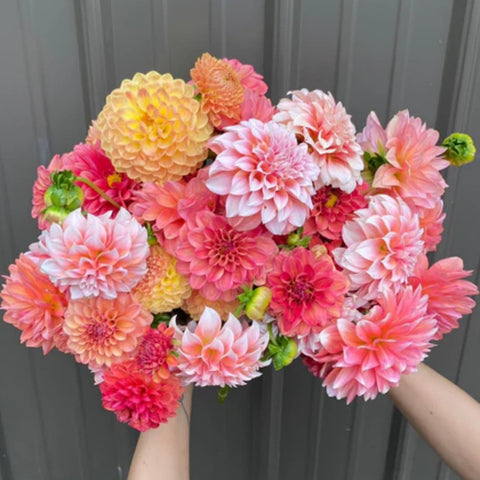 Dahlia Seeds beginner-friendly plants deliver colorful impact with minimal effort.