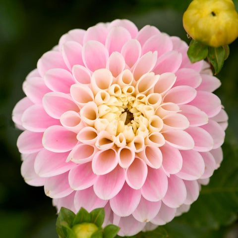 Dahlia Seeds bloom size 3-5 inches enhances garden drama.
