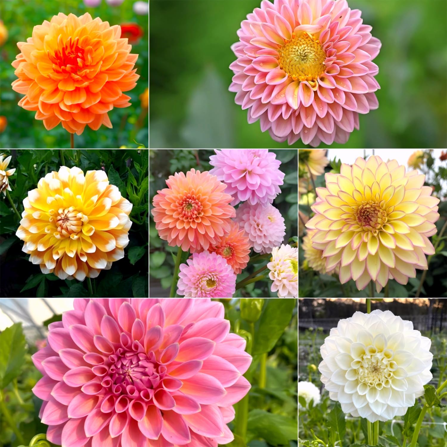 Dahlia Seeds mixed colors bloom for vibrant borders and pollinator-friendly gardens.