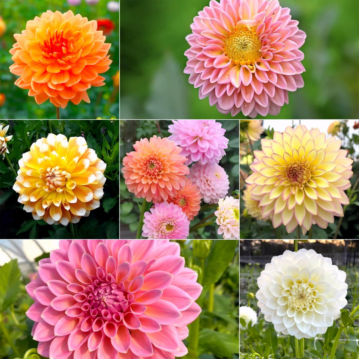 Dahlia Seeds mixed colors bloom for vibrant borders and pollinator-friendly gardens.