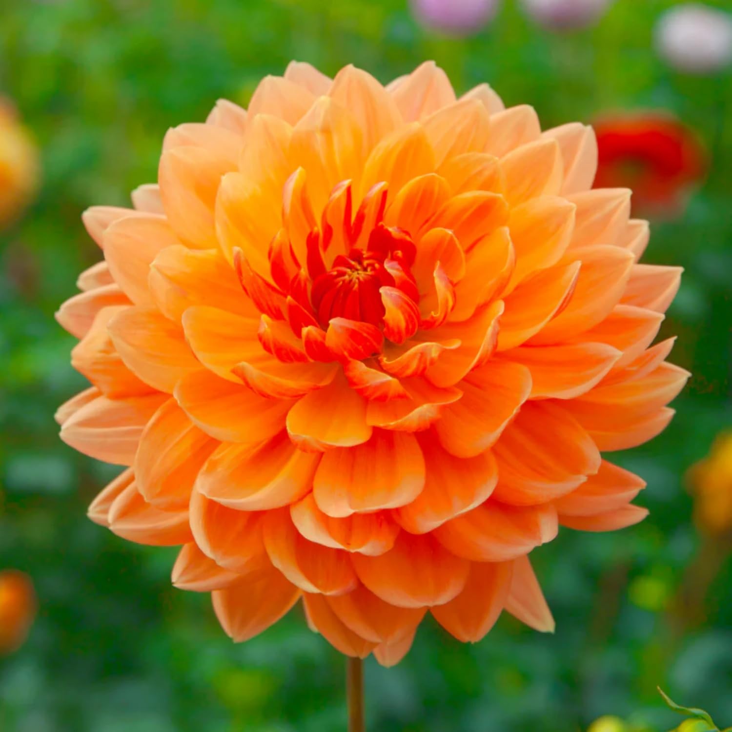Dahlia Seeds attract pollinators with nectar-rich blooms in sun.