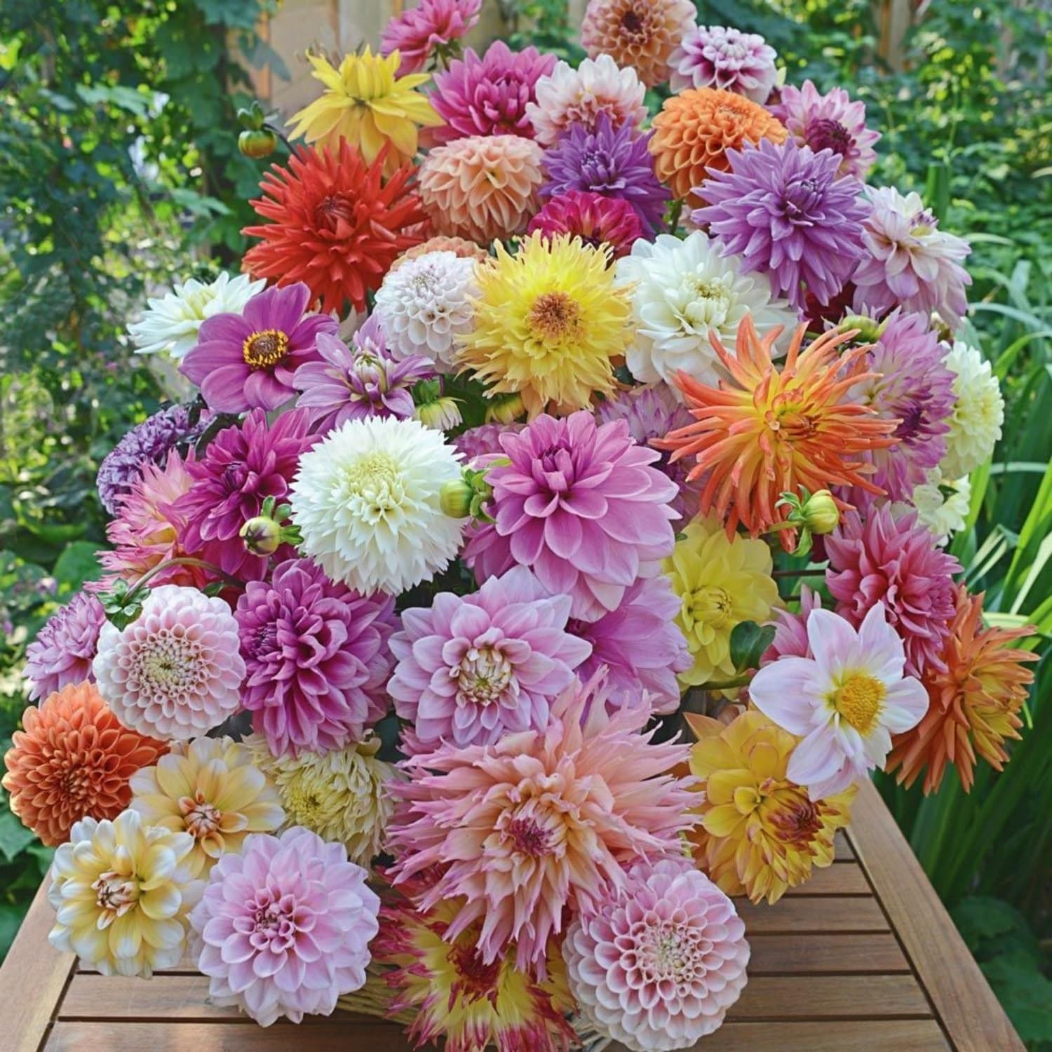 Dahlia Seeds pompon bloom closeup reveals dense, round flower heads.