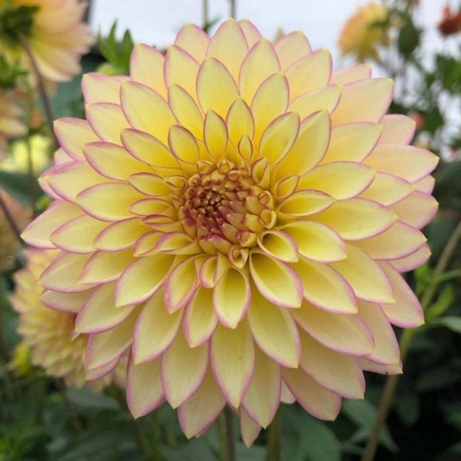 Dahlia Seeds ruffled-edge bloom adds texture to borders.