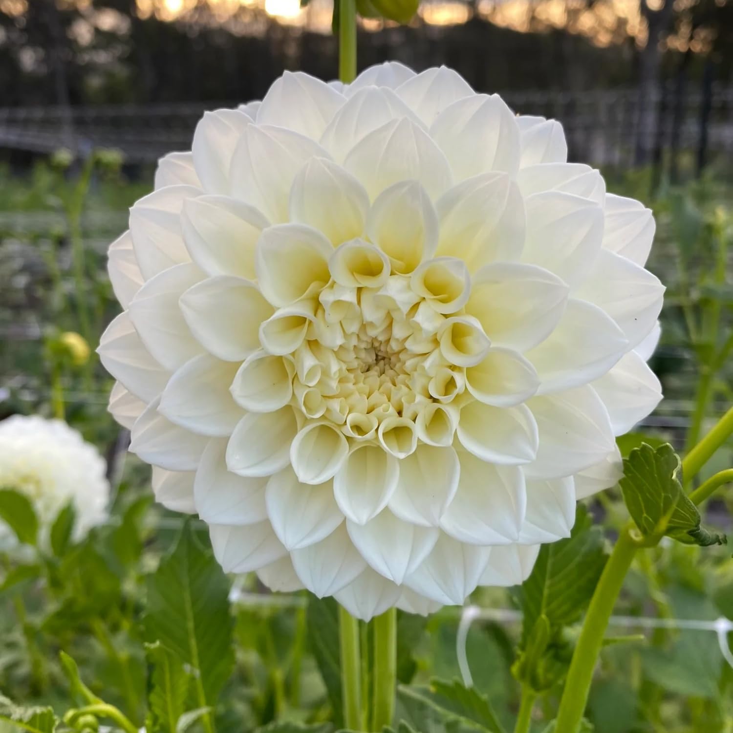 Dahlia Seeds sowing guide demonstrates surface scattering and light covering.
