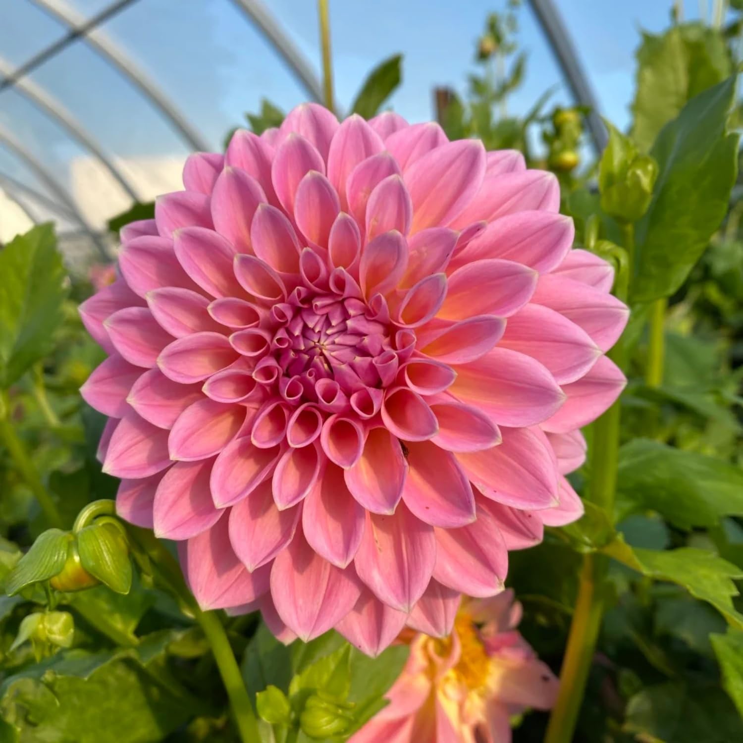 Dahlia Seeds star bloom offers dramatic focal points in beds.
