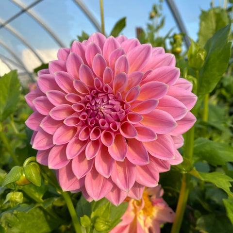 Dahlia Seeds star bloom offers dramatic focal points in beds.