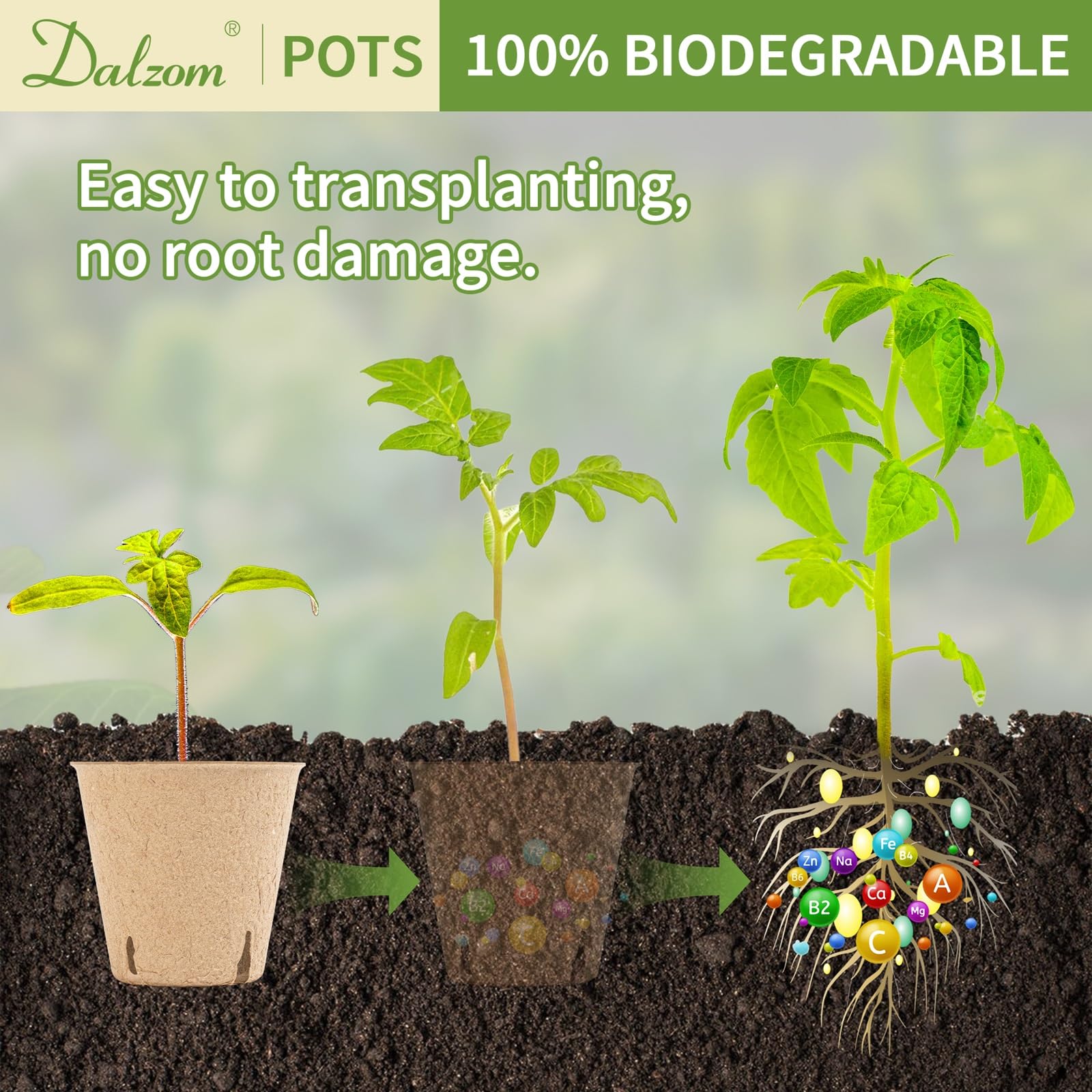Dalzom 3.1-inch pots sized for common seedlings.