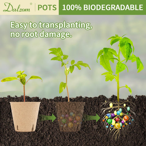Dalzom 3.1-inch pots sized for common seedlings.