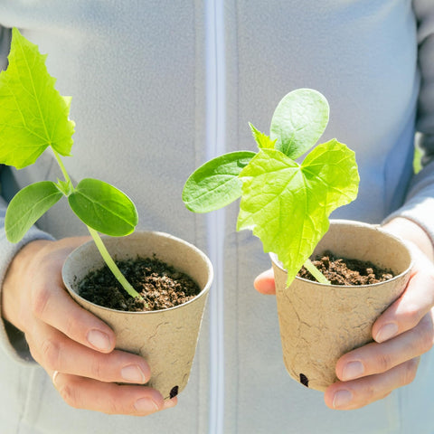 Dalzom eco-friendly seed-starting solution fits nursery setups.