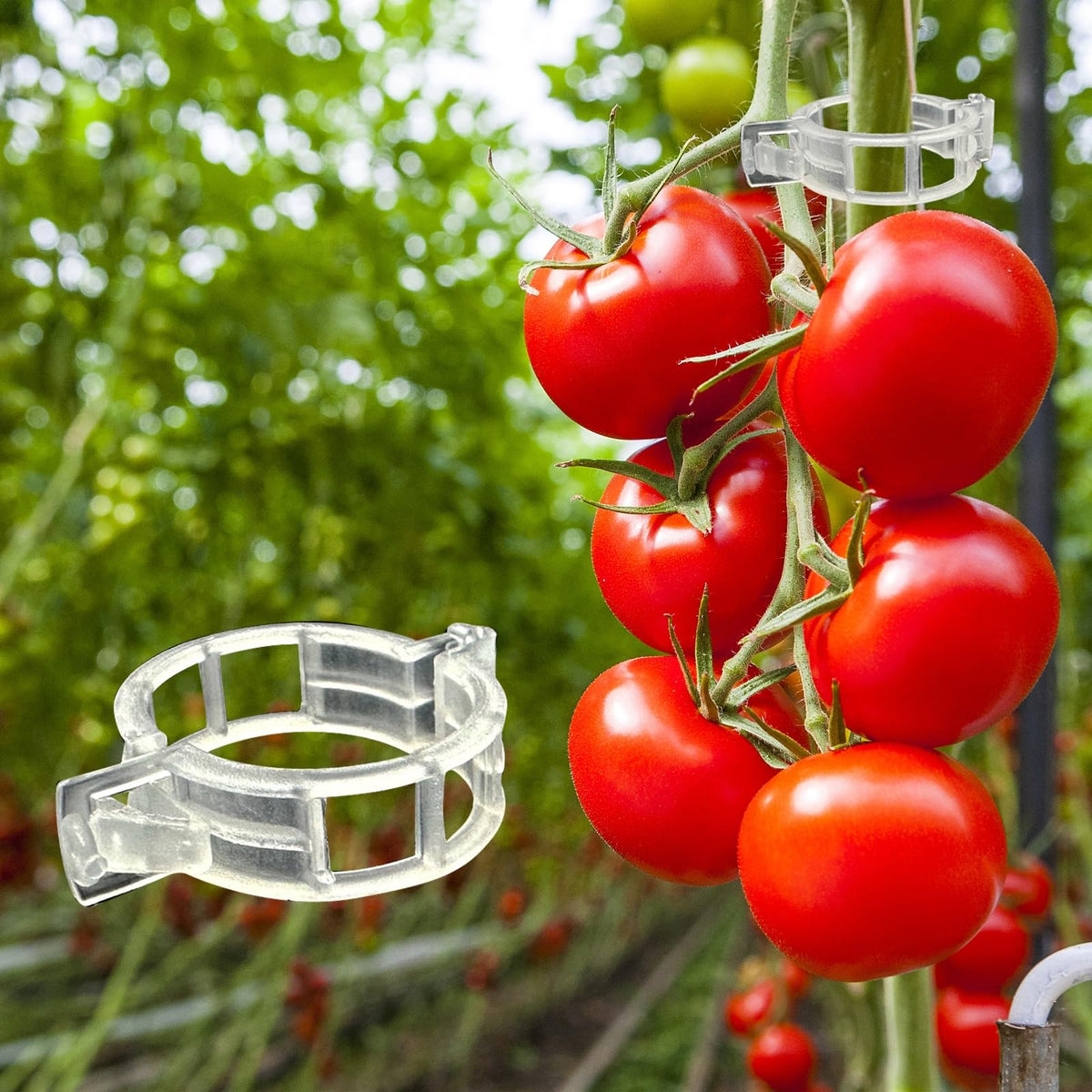 Dalzom tomato clips pack for upright growth and secure vines